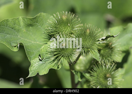 Plante verte Bur Banque D'Images