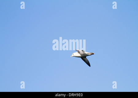 Le fulmar boréal en vol, Grundarfjordur, Islande Banque D'Images