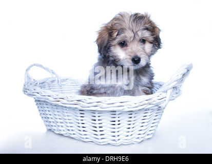 Brown aussie doodle puppy sitting à la triste en blanc panier isolé Banque D'Images