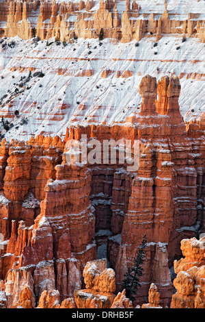 La première lumière sur la neige l'automne révèle hoodoos à Sunset Point dans l'Utah, le Parc National de Bryce Canyon. Banque D'Images