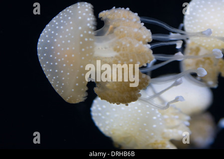 Méduse tachetée sur l'affichage à l'Aquarium de Monterey Bay Banque D'Images