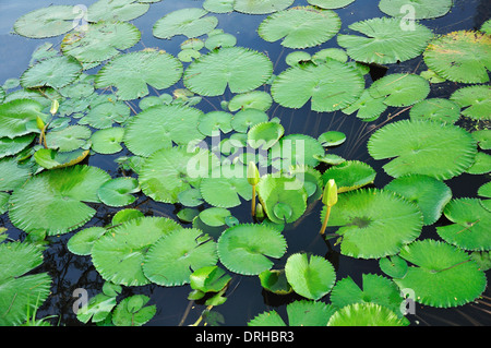 Lotus feuilles flottant dans la piscine Banque D'Images