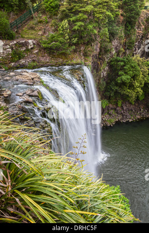 Whangarei Falls sur la rivière Hatea dans Northland, New Zealand. Banque D'Images