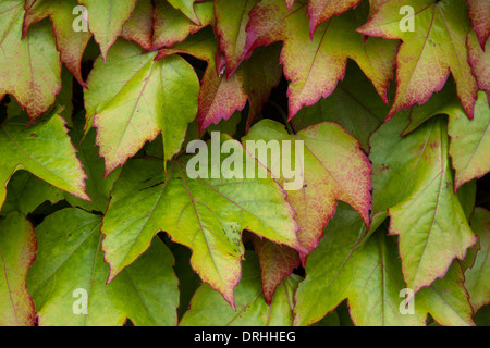 Les feuilles de vigne contre un mur - quelques feuilles avec des bords rouges Banque D'Images