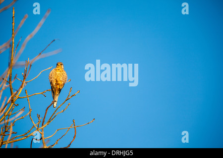 Sur un arbre s'asseoir un kestrel Banque D'Images