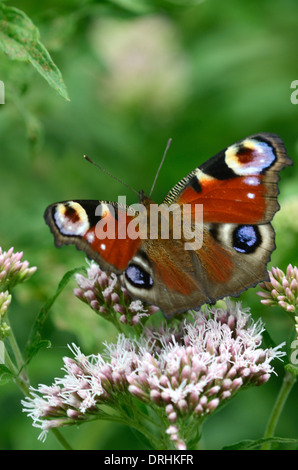 Un papillon paon au repos UK Banque D'Images