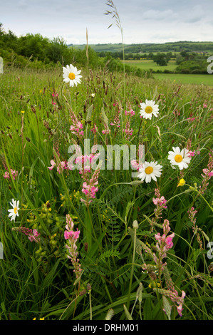 Une prairie de fleurs sauvages commerciales dans le Wiltshire Banque D'Images