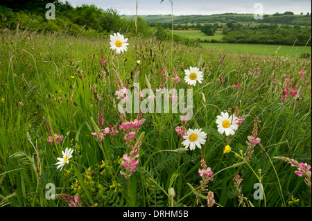 Une prairie de fleurs sauvages commerciales dans le Wiltshire Banque D'Images