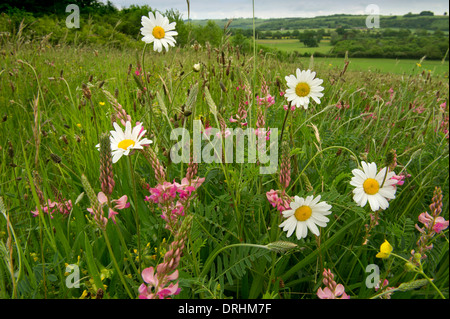 Une prairie de fleurs sauvages commerciales dans le Wiltshire Banque D'Images