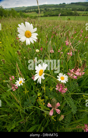 Une prairie de fleurs sauvages commerciales dans le Wiltshire Banque D'Images