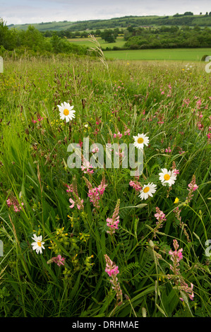 Une prairie de fleurs sauvages commerciales dans le Wiltshire Banque D'Images