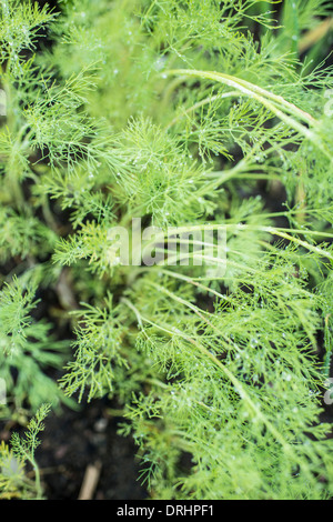 Close up portrait de l'aneth frais biologiques en croissance potager Banque D'Images