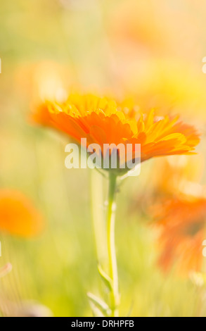 Low angle close up of orange marigold flowers growing in garden Banque D'Images