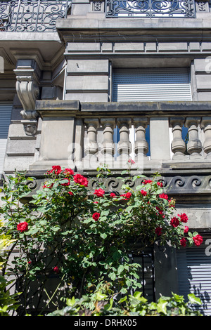 Rosier en fleur et d'un balcon Strasbourg Alsace France Banque D'Images