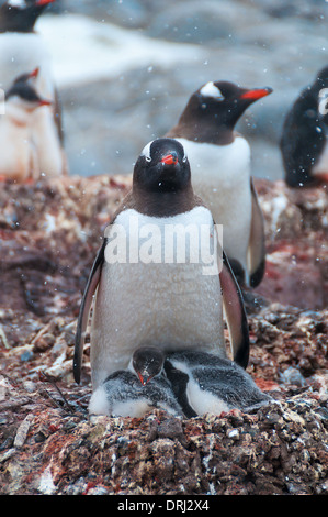 Gentoo adultes et poussins de l'Antarctique Banque D'Images