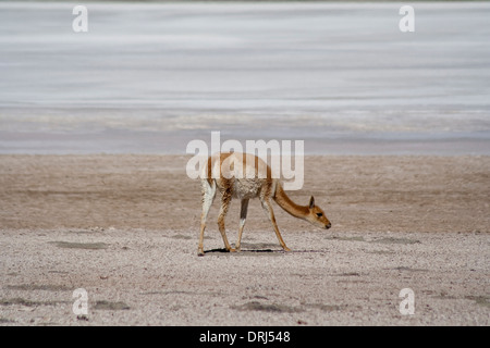 Une vigogne dans le Salar de Uyuni, Bolivie Banque D'Images