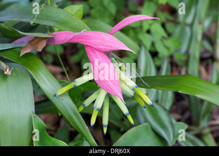 Libre de Billbergia nutans (Queen's-larmes) une broméliacées épiphytes originaire du Brésil, l'Uruguay et l'Argentine Banque D'Images