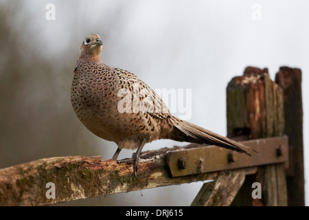 Faisan de Colchide Phasianus colchicus, poule, debout sur un bar gate East Yorkshire, UK Banque D'Images