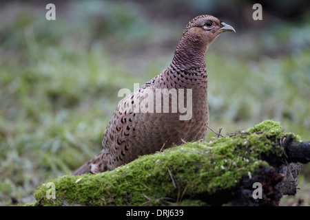 Faisan de Colchide Phasianus colchicus, poule, East Yorkshire, UK Banque D'Images