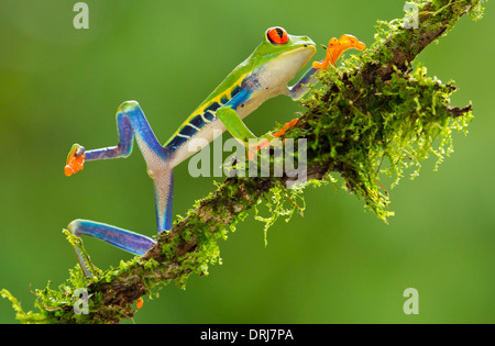 Grenouille feuille aux yeux rouges Banque D'Images