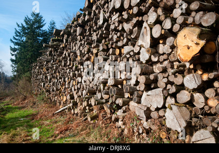 Saint Sever forest national park, Calvados, Normandie, France Banque D'Images