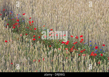 Les Coquelicots (Papaver rhoeas), bleuet (Centaurea cyanus) et d'autres fleurs sauvages la floraison dans champ de blé en été Banque D'Images