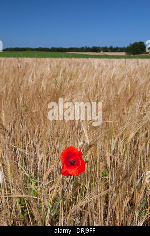 Paysage rural montrant red poppy commune / coquelicots (Papaver rhoeas) floraison dans un champ sur les terres agricoles en été Banque D'Images