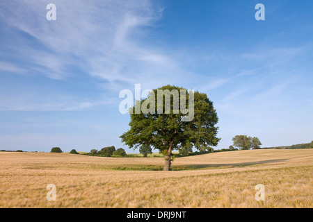 Pendulate / chêne anglais chêne (Quercus robur), arbre solitaire dans champ de blé en été Banque D'Images