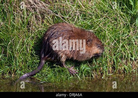 Le rat musqué (Ondatra zibethicus) espèces introduites exotique originaire d'Amérique du Nord le long d'une rivière de nourriture Banque D'Images