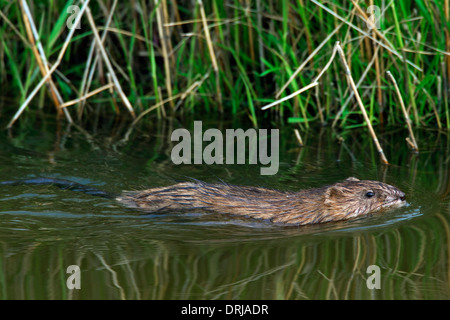 Le rat musqué (Ondatra zibethicus) espèces introduites exotique originaire d'Amérique du Nord la natation dans des milieux humides Banque D'Images