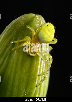 (Araniella cucurbitina araignée citrouille) jeune animal, barbe sur iris (iris germanica), Kürbisspinne Jungti (Araniella cucurbitina) Banque D'Images