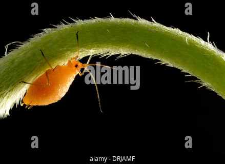 Pucerons (Aphidoidea) Tube jeune animal sur un pédicule sur une pâquerette (Bellis perennis) dans la lumière arrière, extreme, macroadmission Röhr Banque D'Images