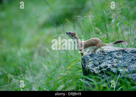 Hermine, Mustela erminea, également connu sous le nom de la belette à queue courte Banque D'Images