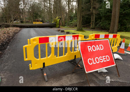 Sevenoaks, Kent. 27 Jan, 2014. Un arbre mûr renversés dans les vents et la pluie en haut de Sevenoaks Kent, White Horse Road , 27 janvier 2014, entraînant une fermeture de route sur une route de campagne. Credit : Yon Marsh/Alamy Live News Banque D'Images