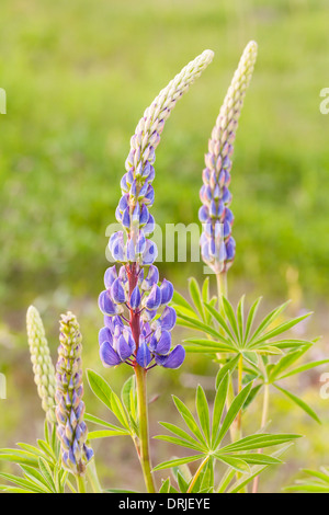 Jardin de fleurs de lupin Banque D'Images