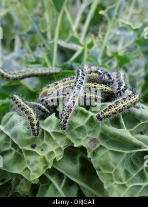 Une infestation de chenilles dévorant une usine de Bruxelles, dans le Lincolnshire, en Angleterre. Banque D'Images