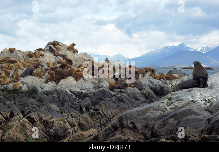 La colonie de lions de mer, le Canal de Beagle, Patagonie, Argentine, Amérique du Sud Banque D'Images
