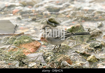 Bergeronnette pie - Motacilla alba yarrellii - mineur. Banque D'Images