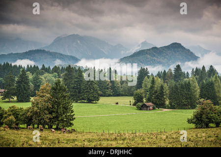 Les terres agricoles dans les Alpes bavaroises. Banque D'Images