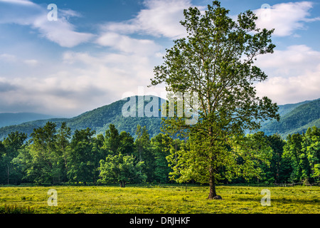 La Cades Cove dans les Smoky Mountains National Park près de Gatlinburg, Tennessee. Banque D'Images