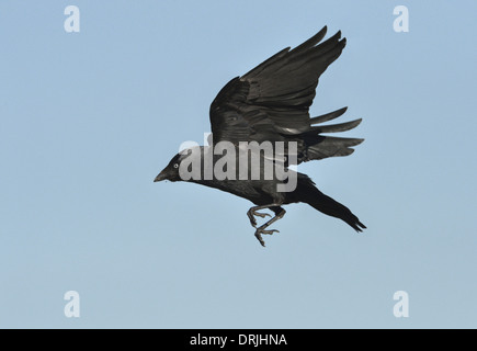 Corvus monedula choucas en vol. Banque D'Images