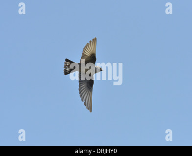 Crag Martin - Ptyonoprogne rupestris Banque D'Images