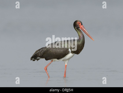 Cigogne noire - Ciconia nigra Banque D'Images