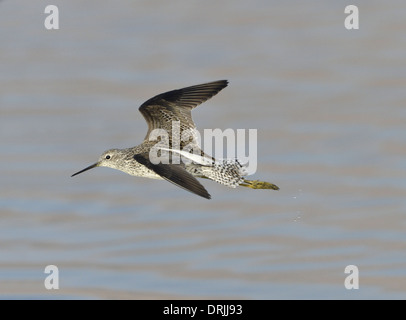 Marsh Sandpiper Tringa stagnatilis Banque D'Images