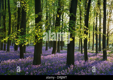 Une couverture de English bluebells mis en évidence par les premiers rayons du soleil. Un tapis bleu de mer brumeuse le plancher de bois au printemps. Banque D'Images