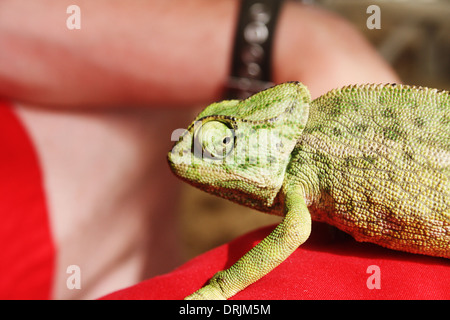 Caméléon sur un tour du mans en Tunisie Banque D'Images