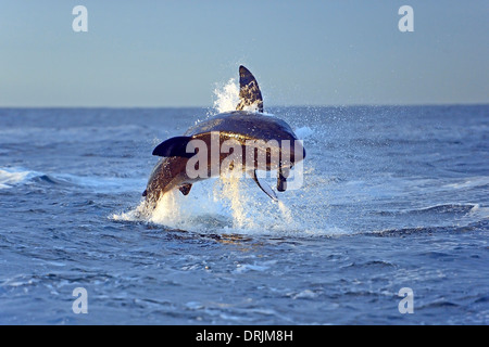 Le requin blanc Carcharodon carcharias, après la chasse des proies allant, le joint de l'Islande, False Bay, Simons Town près de cap, cap ouest, Banque D'Images