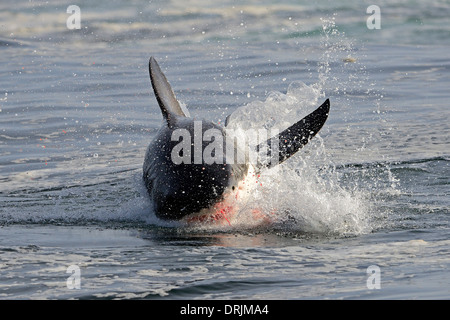 Le requin blanc Carcharodon carcharias, avec du sang avant la bouche après le succès de chasse au lion de mer, phoque Islande, False Bay, Sim Banque D'Images