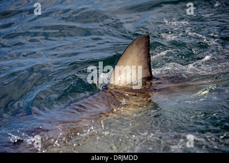 Nageoire dorsale, le requin blanc Carcharodon carcharias, sceau de l'Islande, False Bay, Simons Town près de Cape Town, Western Cape, Cape de l'ouest, Banque D'Images