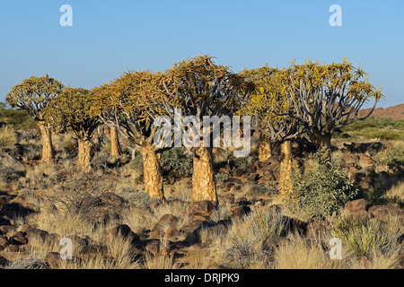 Quivertree Quiver Tree ou afrikaans, Kokerboom, aloe dichotoma avec sunrise, Keetmanshoop, la Namibie, l'Afrique, de l'oder Qui Koecherbaum Banque D'Images